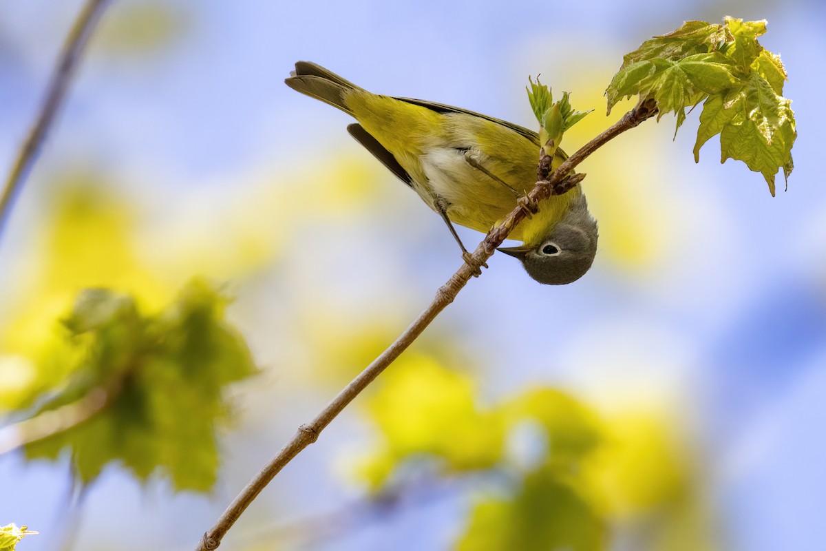 Nashville Warbler - ML575580481