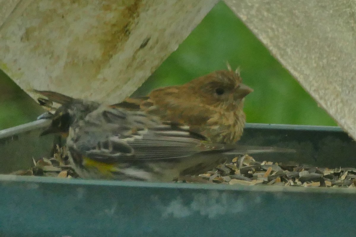 House Finch - ML575580611