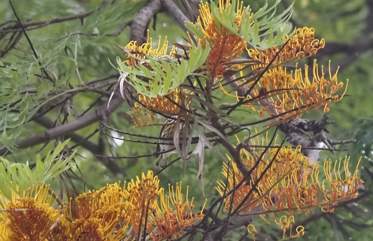 Cape May Warbler - ML575580961