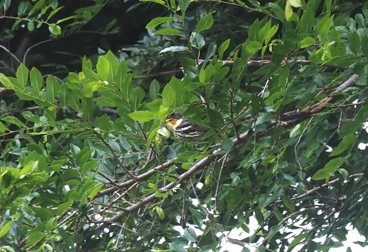 Cape May Warbler - Uma Sachdeva