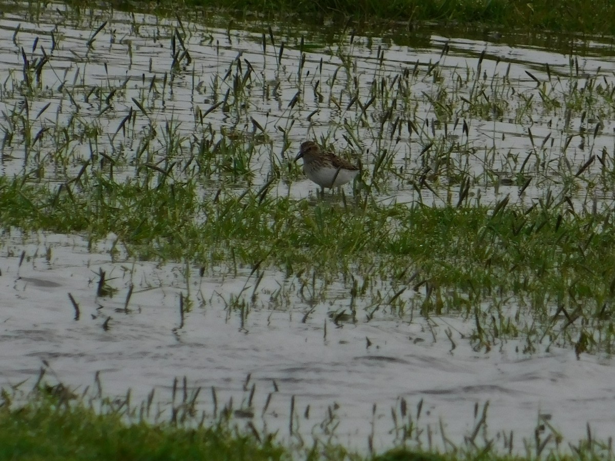 Wiesenstrandläufer - ML575581781