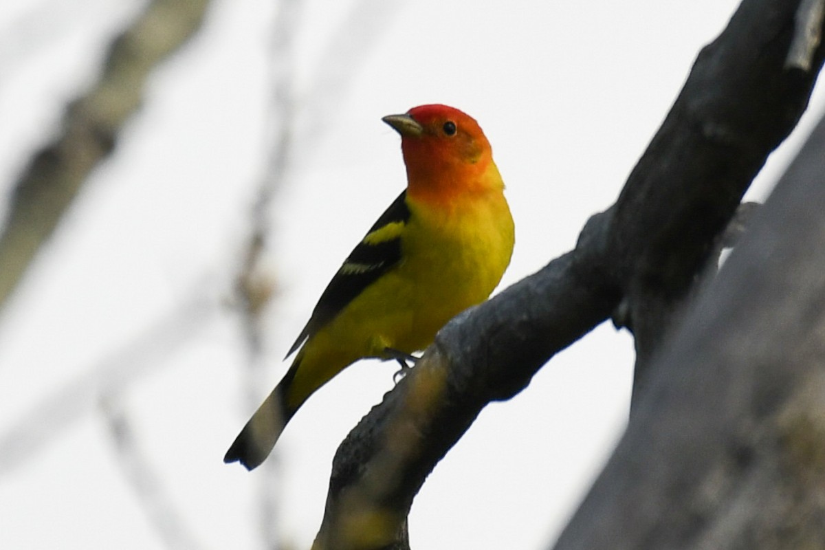 Western Tanager - ML575581821