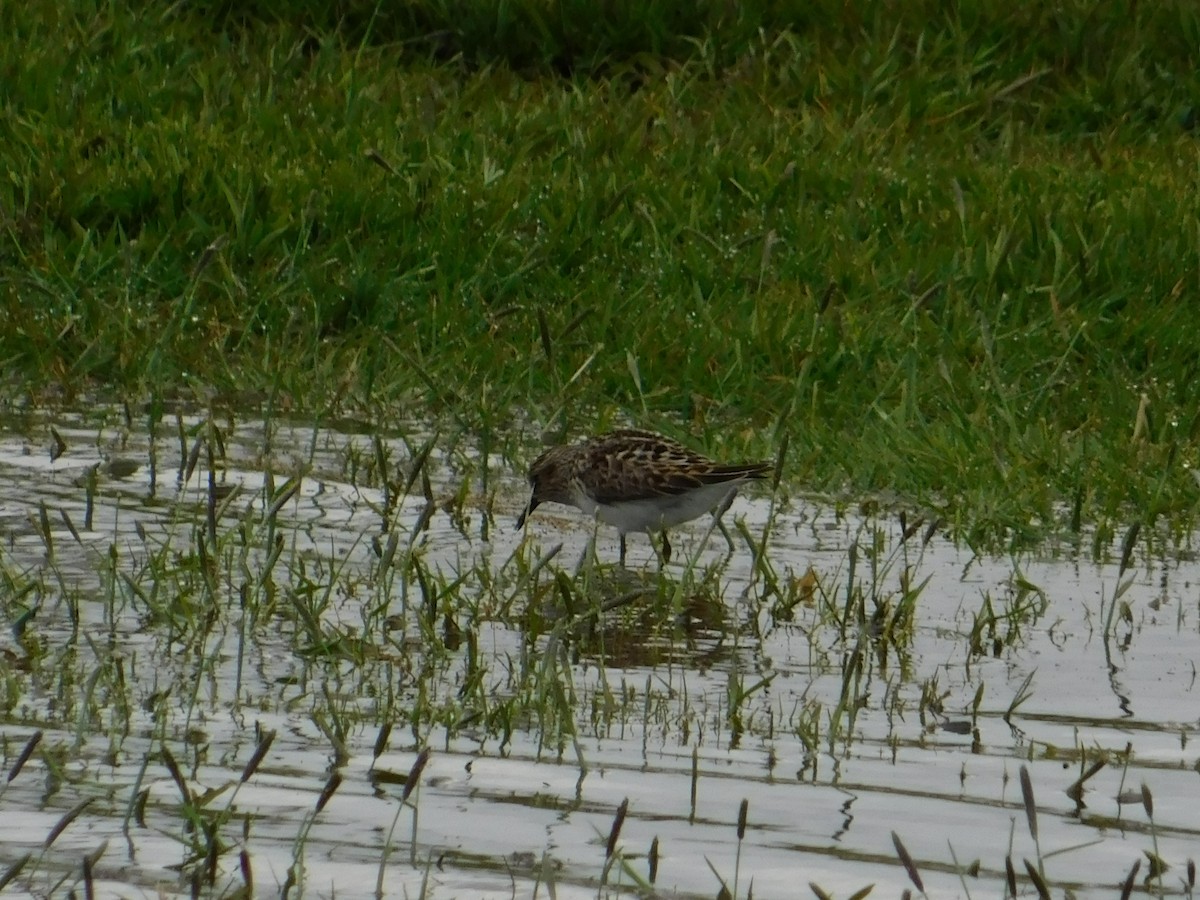 Least Sandpiper - ML575581911