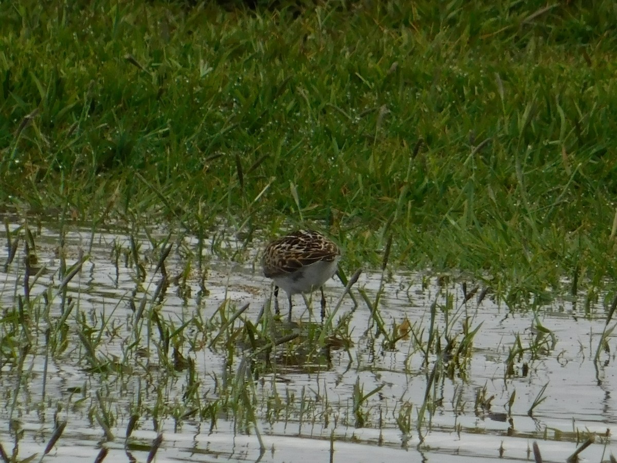 Least Sandpiper - ML575581921