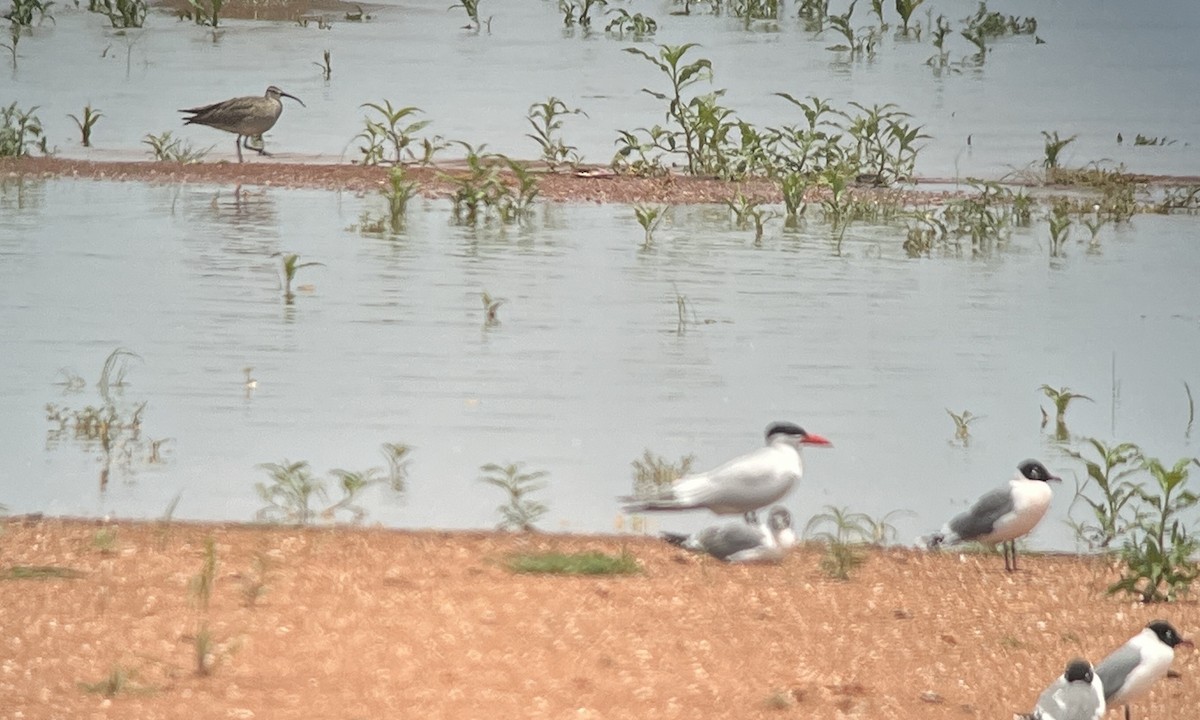 Caspian Tern - ML575582751