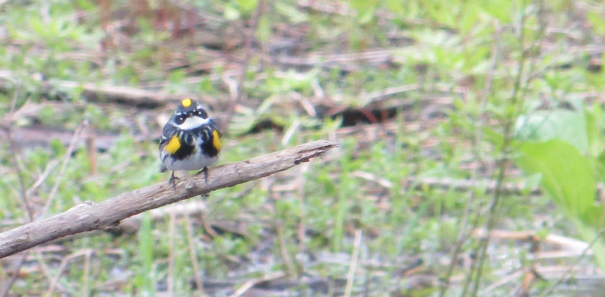 Yellow-rumped Warbler - John Garver