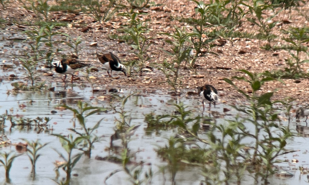 Ruddy Turnstone - ML575583051