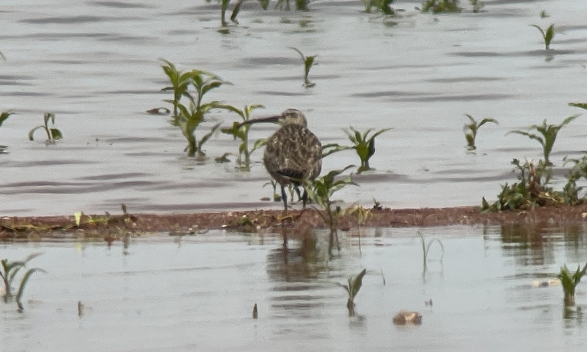 Hudsonian Whimbrel - ML575583141