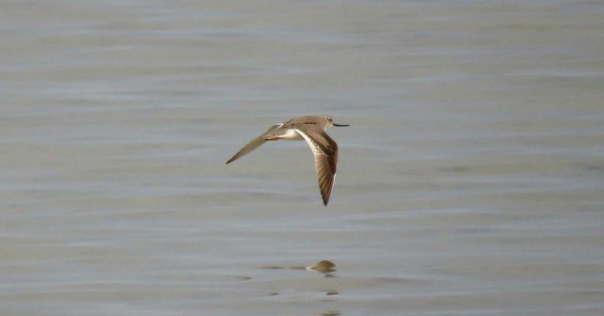 Terek Sandpiper - Miguel  Berkemeier