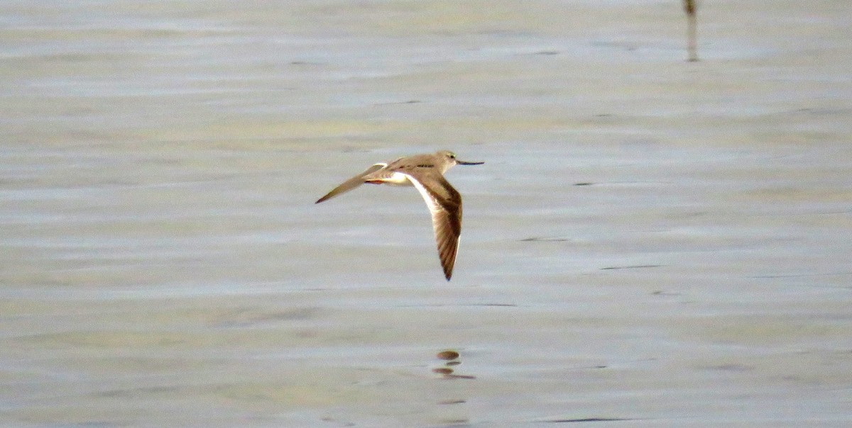 Terek Sandpiper - Miguel  Berkemeier