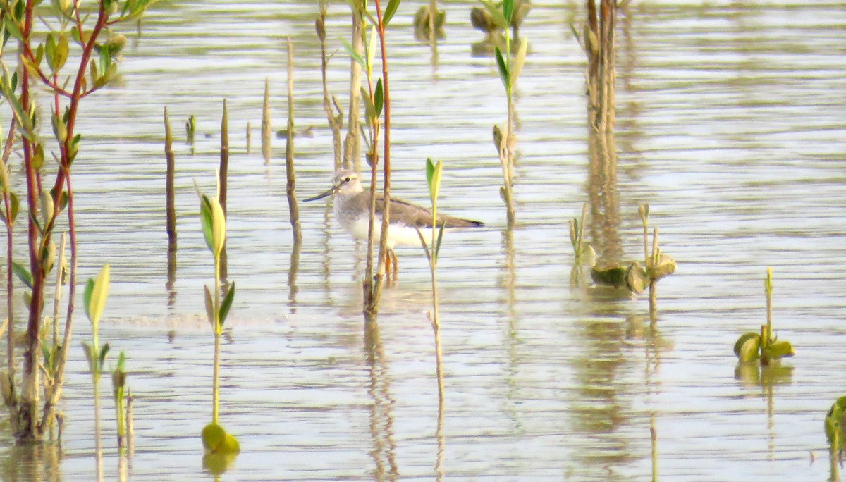 Terek Sandpiper - ML57558381