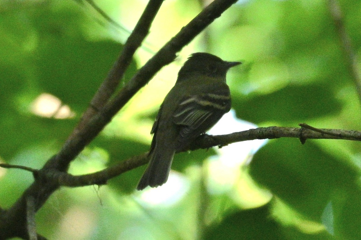 Acadian Flycatcher - ML575584561