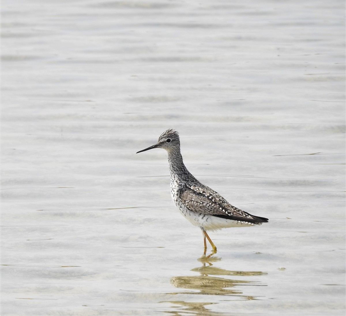 Lesser Yellowlegs - ML575584661