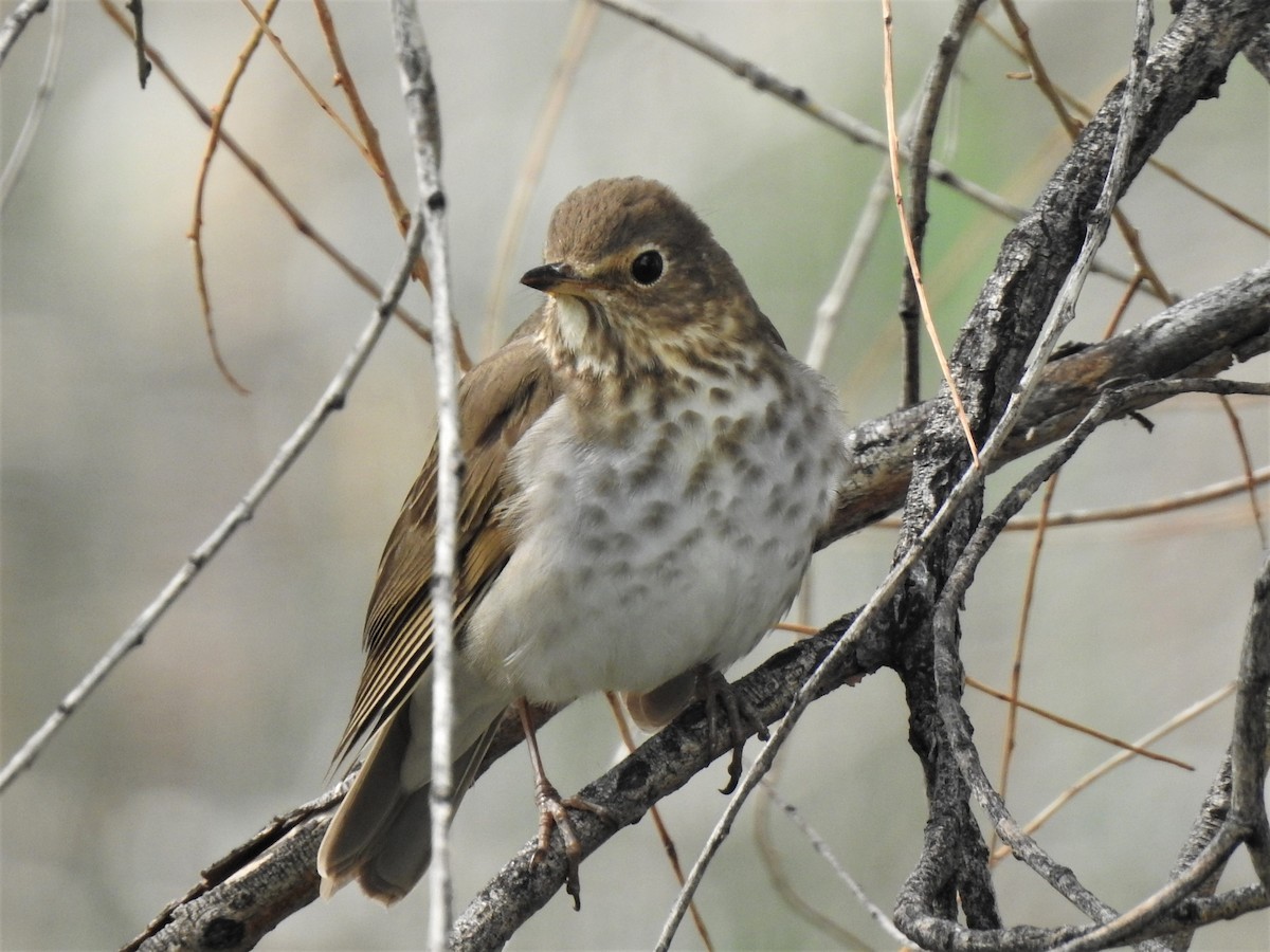 Swainson's Thrush - ML575585091