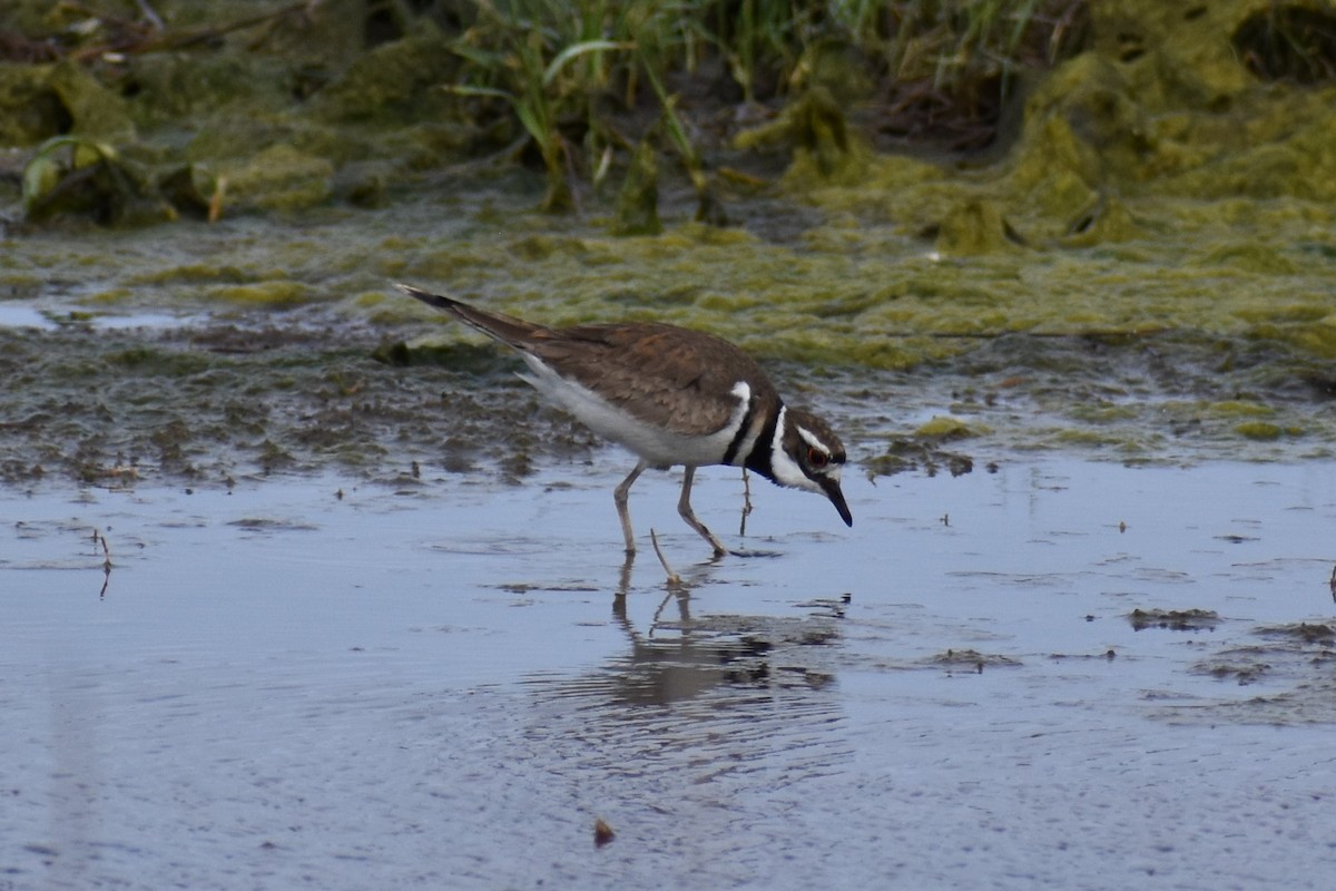 Крикливый зуёк - ML575585131