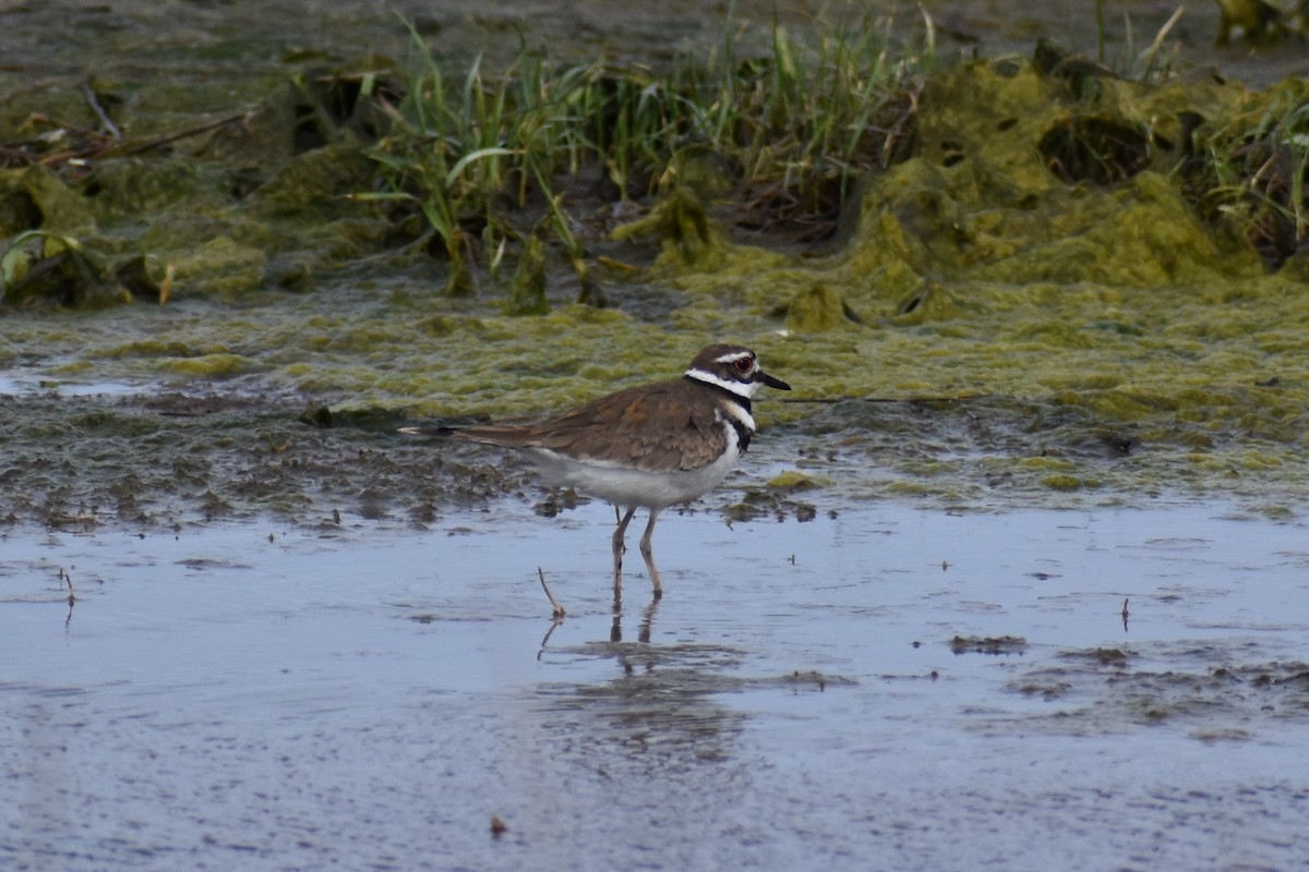 Крикливый зуёк - ML575585141