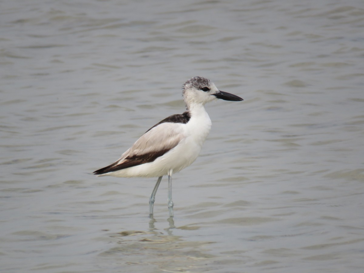 Crab-Plover - ML57558571