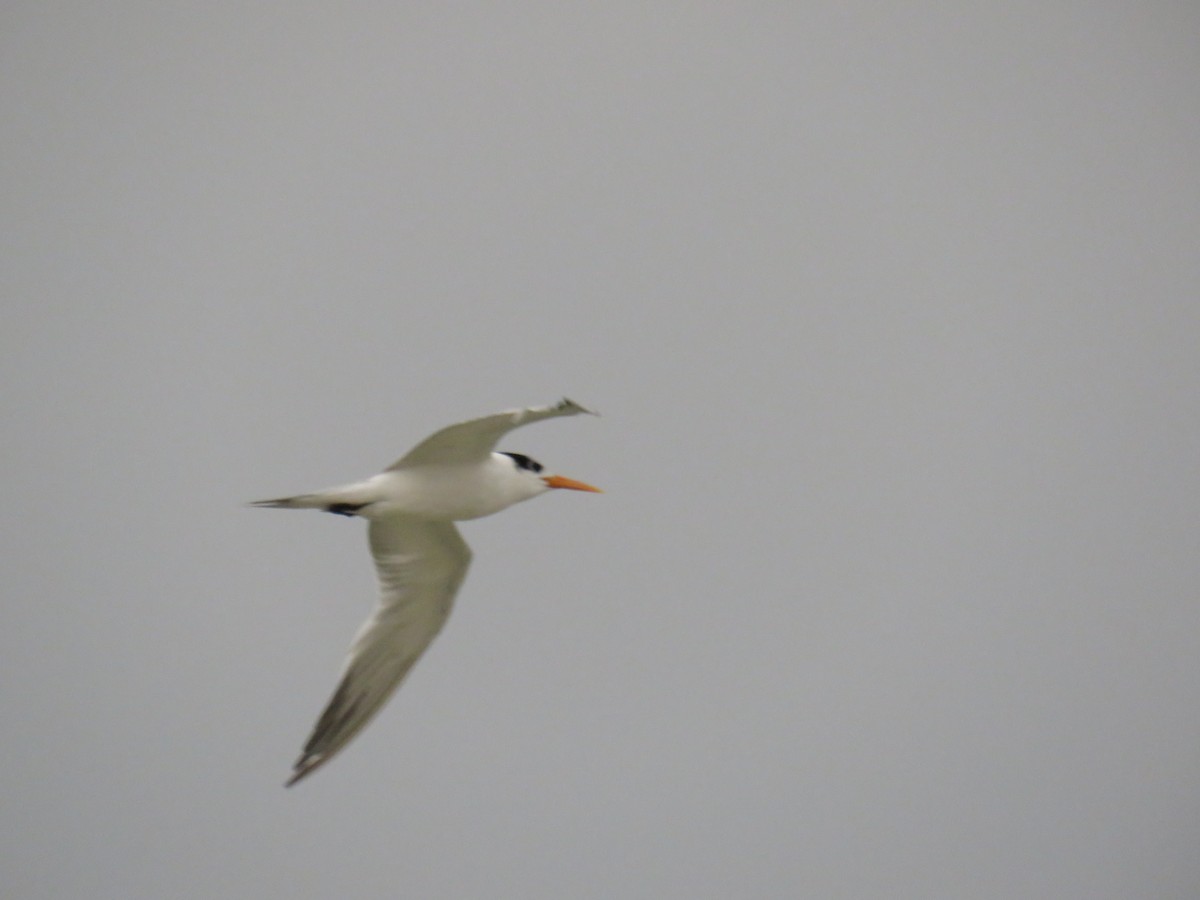 Lesser Crested Tern - Miguel  Berkemeier