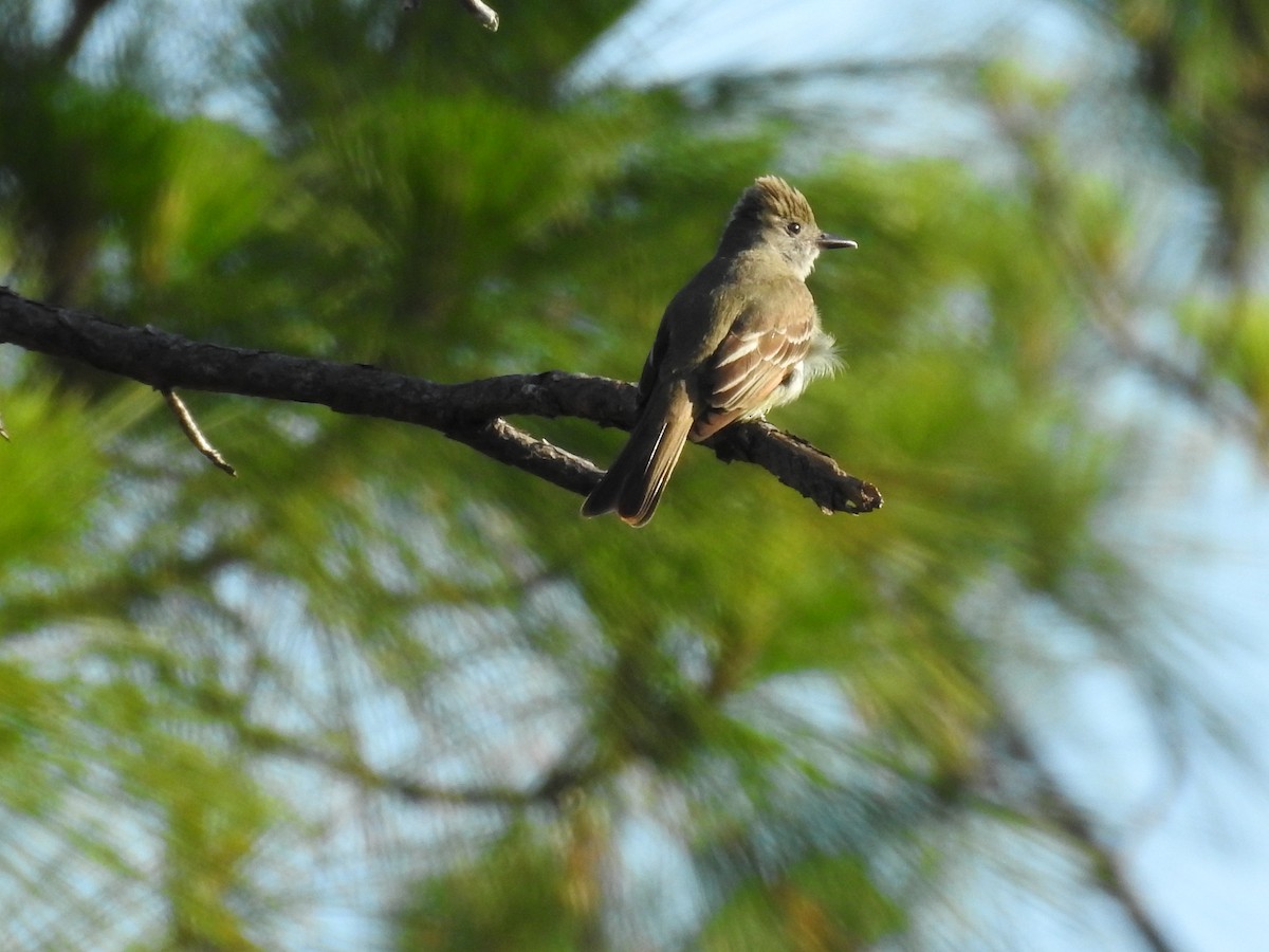 Great Crested Flycatcher - ML575589821