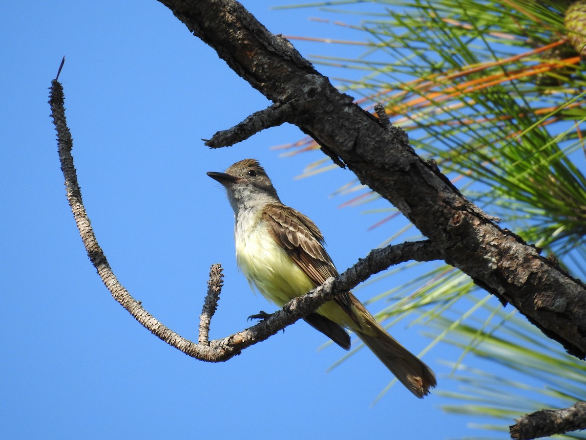 Great Crested Flycatcher - ML575589831