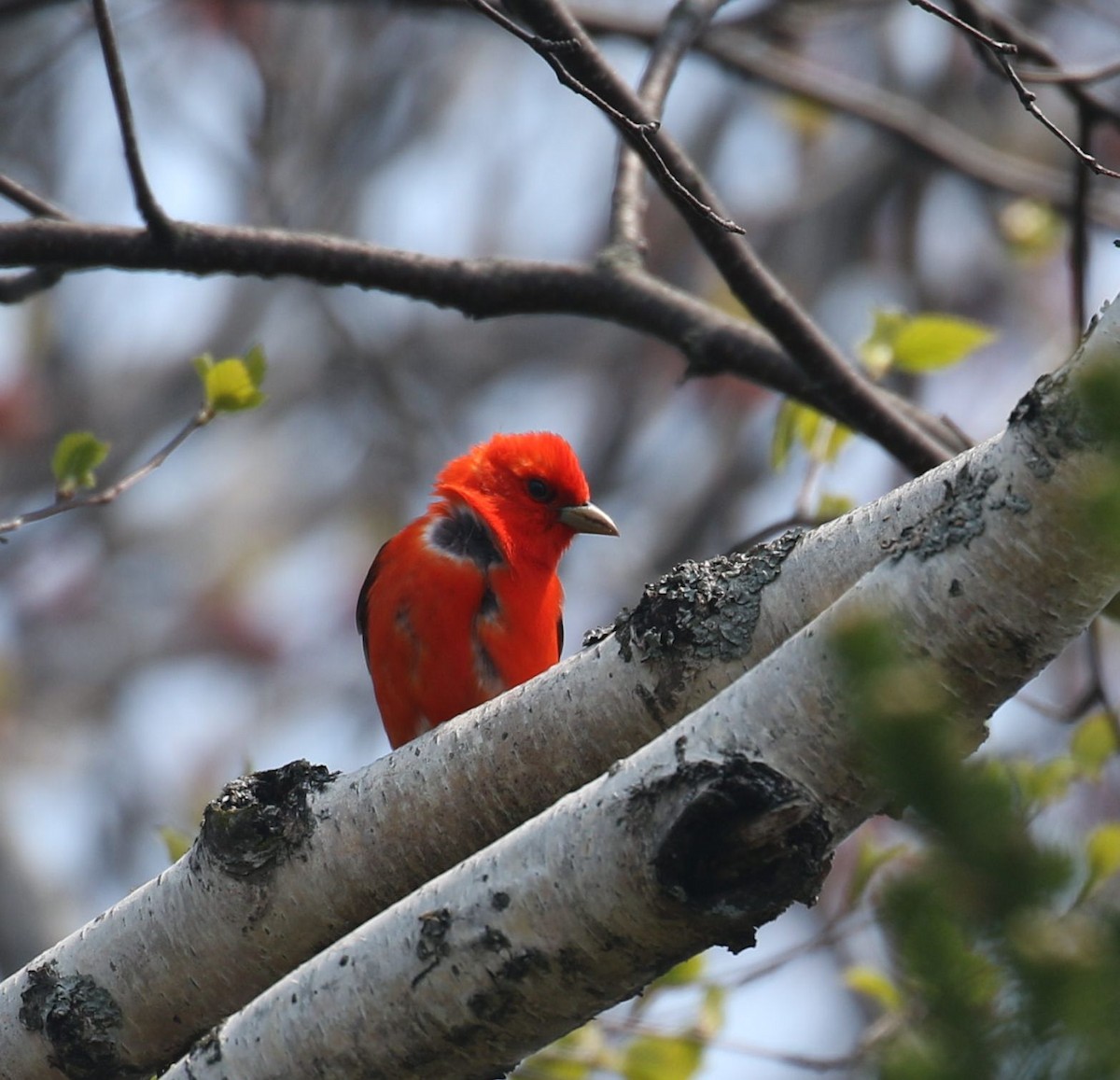 Scarlet Tanager - Alexander Phippen