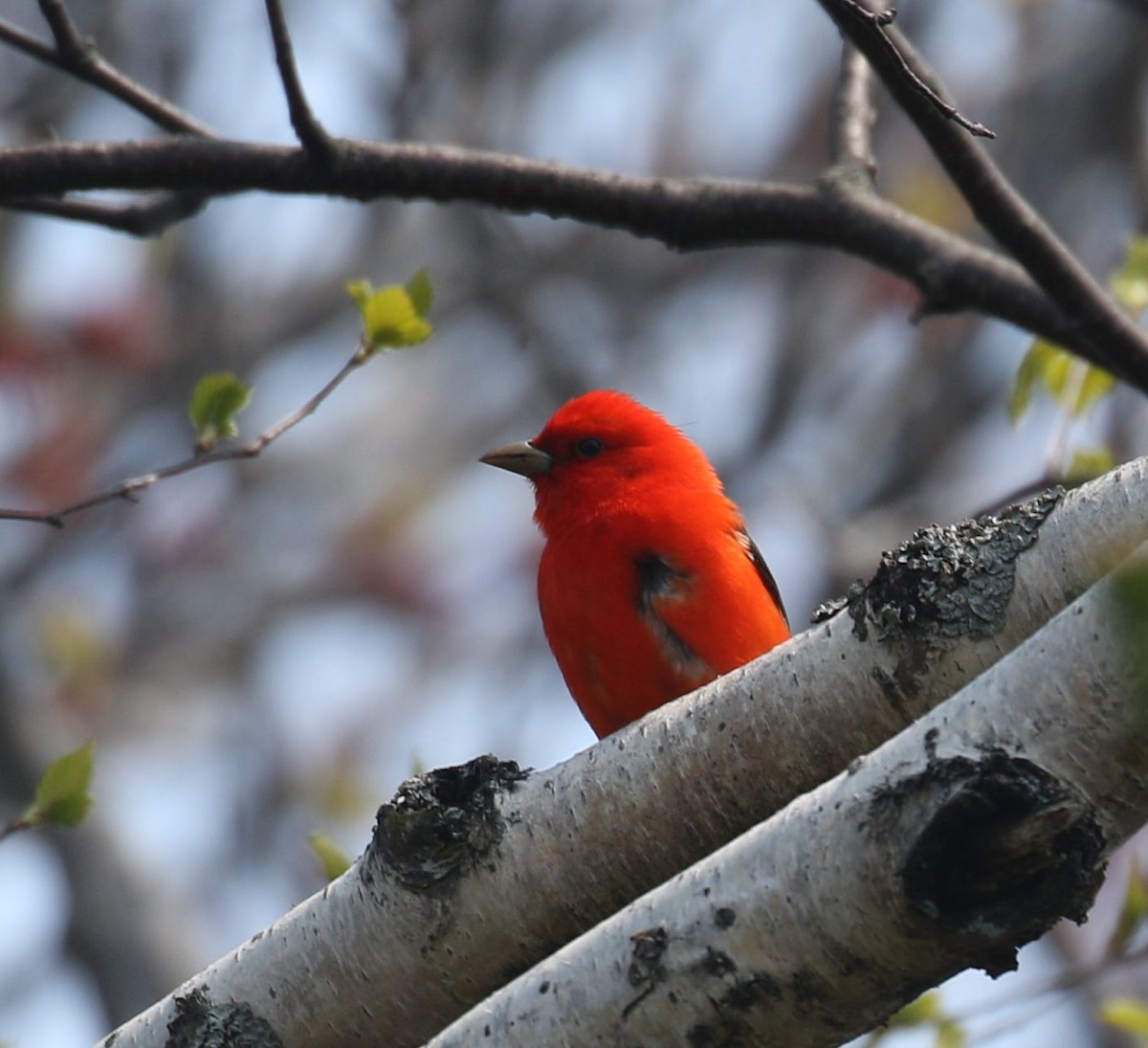 Scarlet Tanager - ML575591001