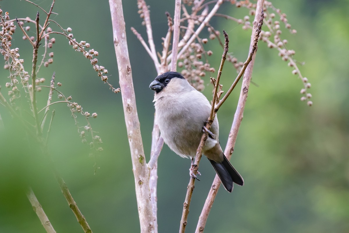 Azores Bullfinch - ML575591321