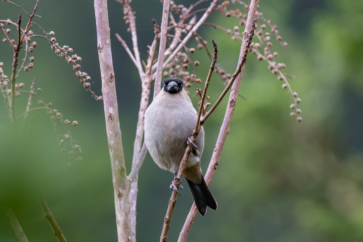 Azores Bullfinch - ML575591331