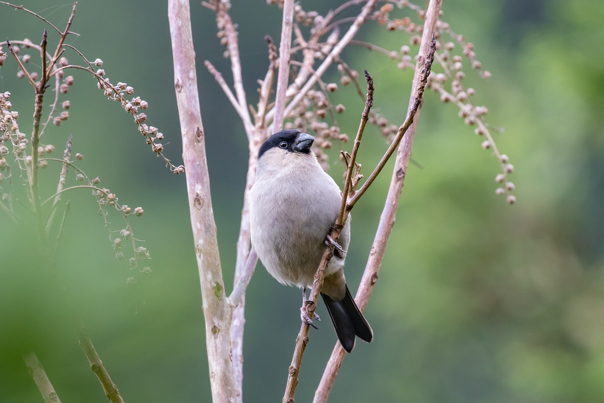 Azores Bullfinch - ML575591351