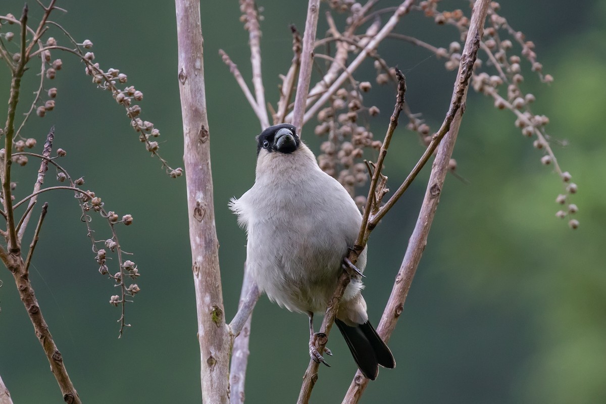 Azores Bullfinch - ML575591371