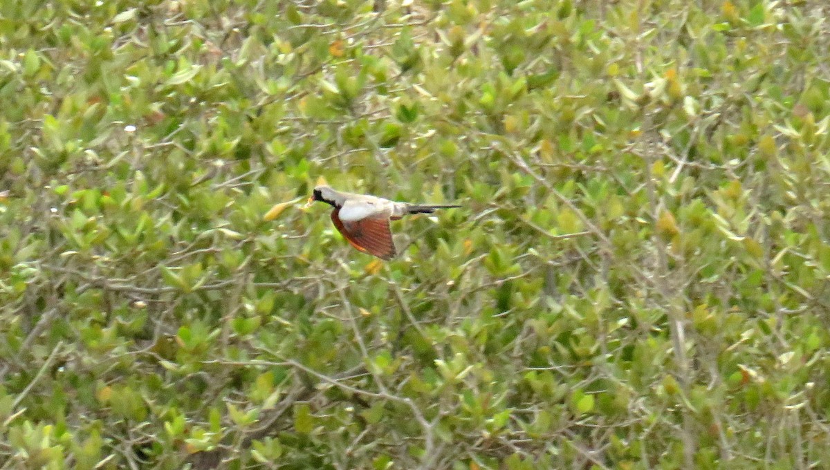 Namaqua Dove - ML57559161