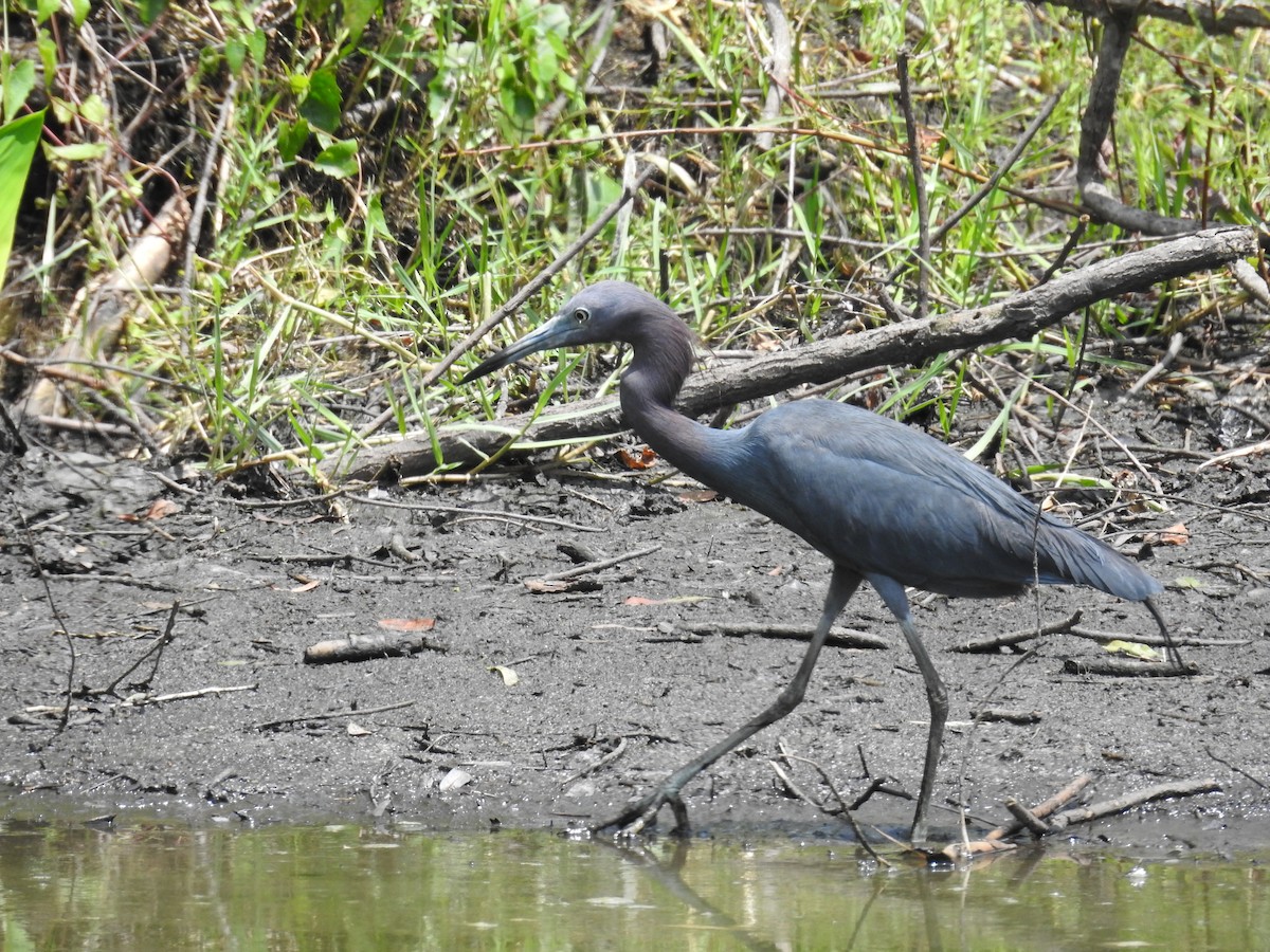 Little Blue Heron - ML575591821