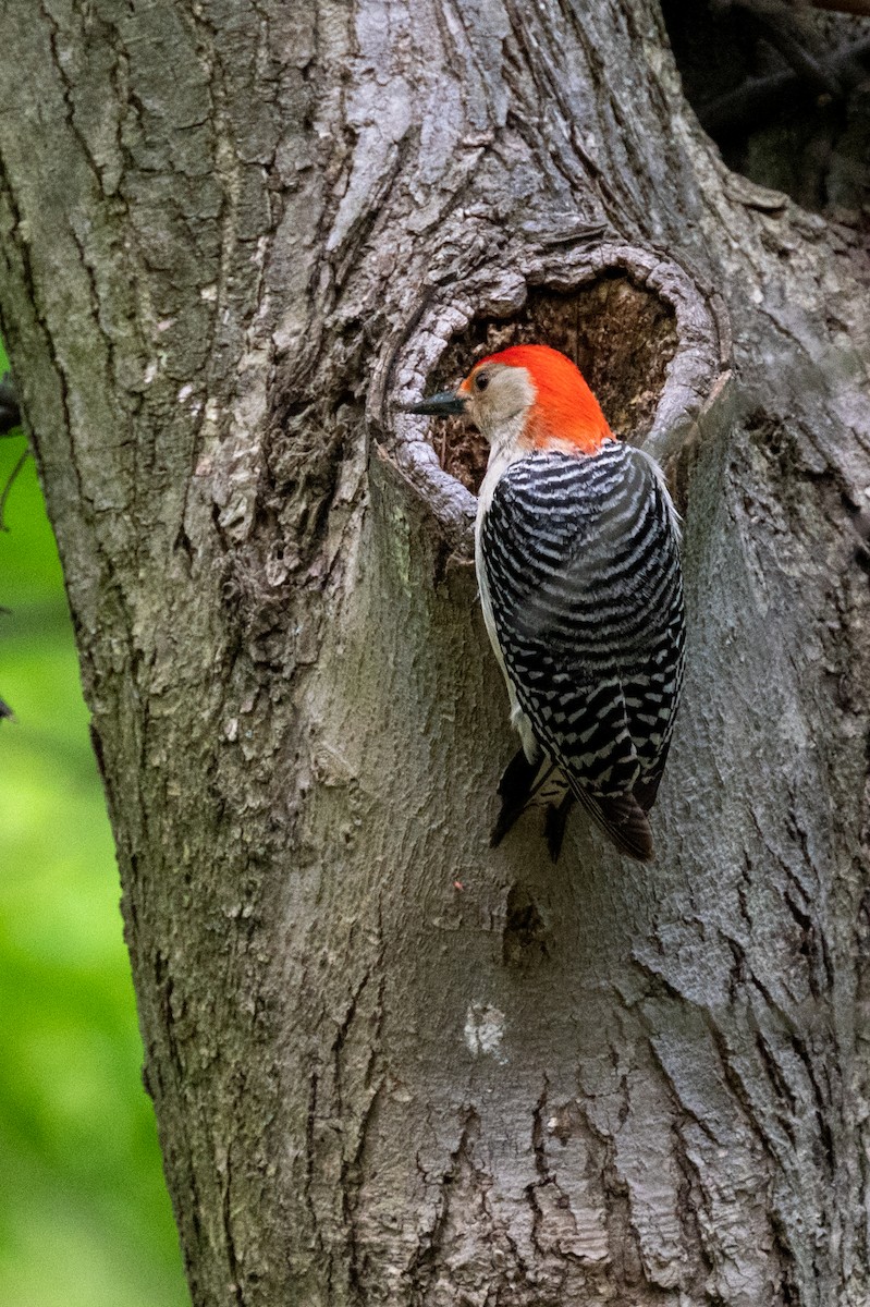 Red-bellied Woodpecker - ML575591961