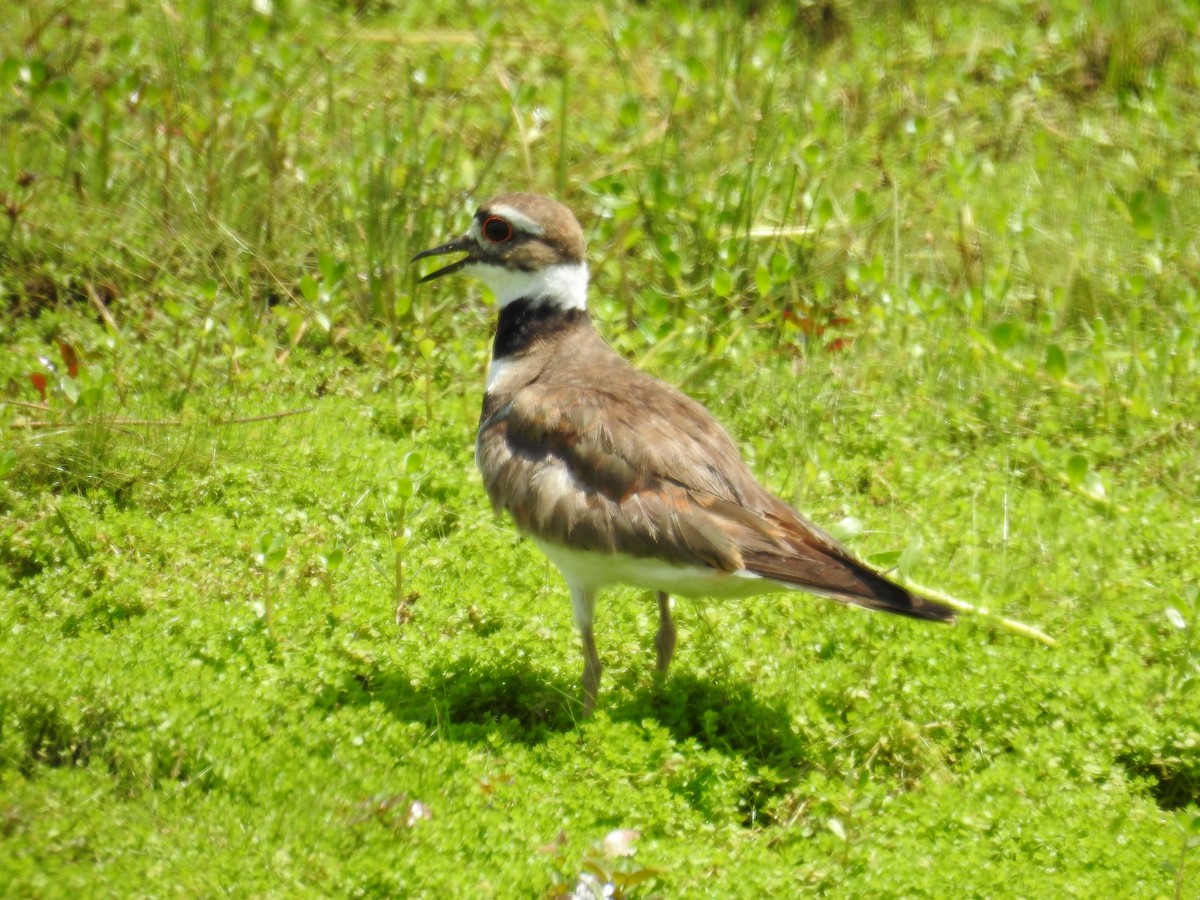 Killdeer - ML575592561