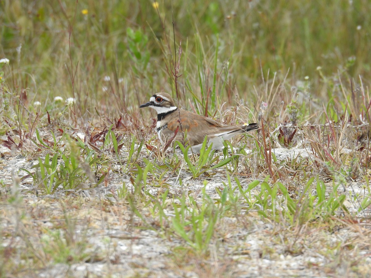 Killdeer - ML575592571