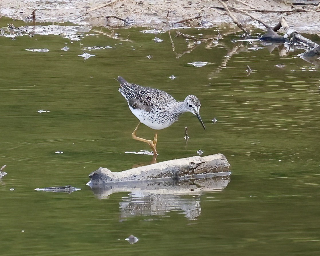 gulbeinsnipe - ML575592781