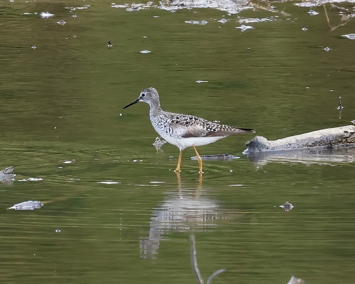 Lesser Yellowlegs - ML575592791