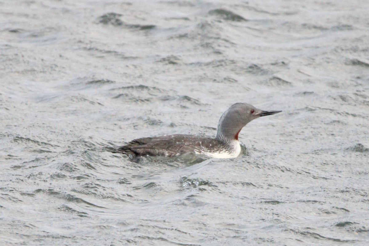 Red-throated Loon - ML575593161