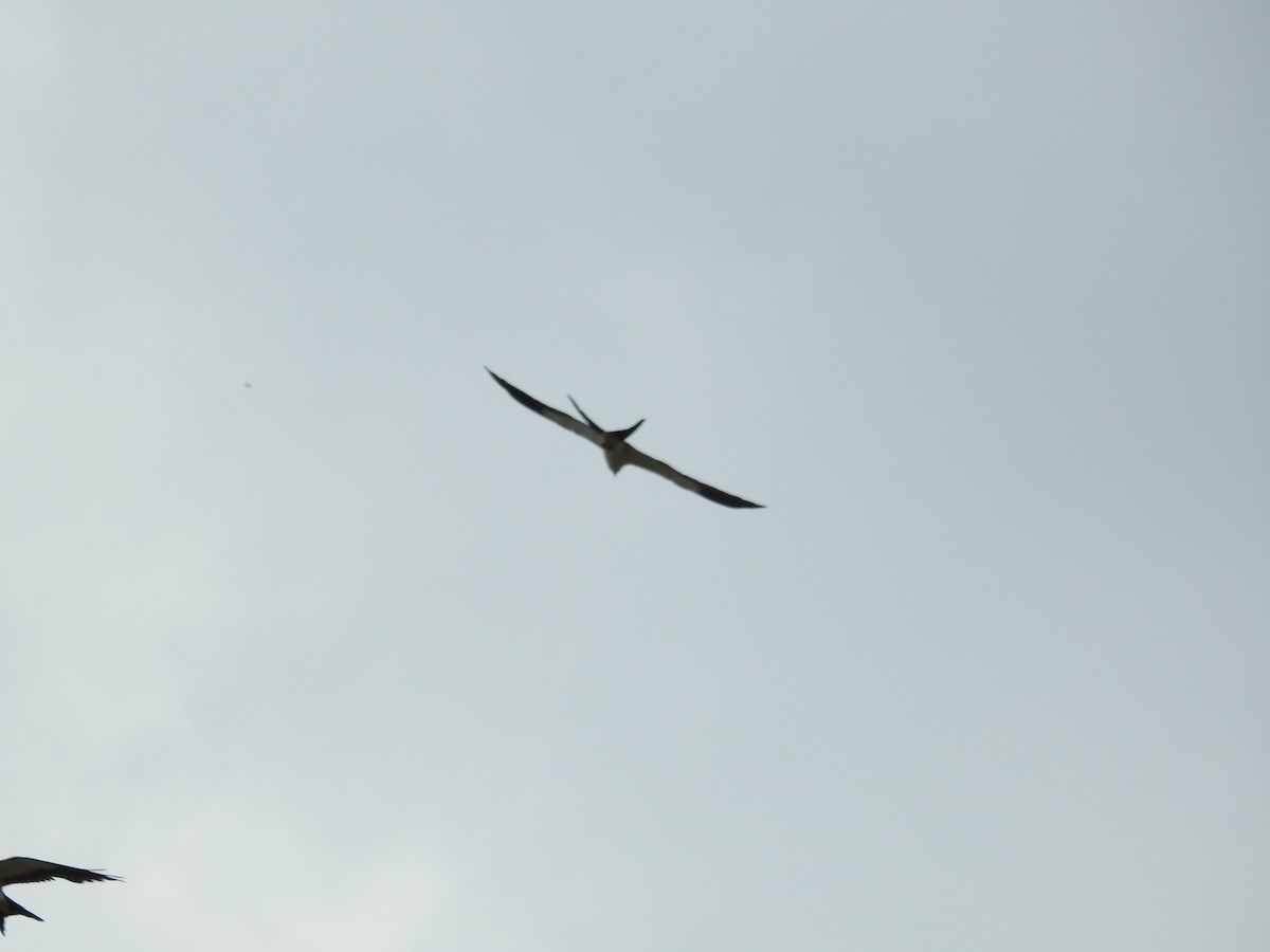 Swallow-tailed Kite - ML575593501