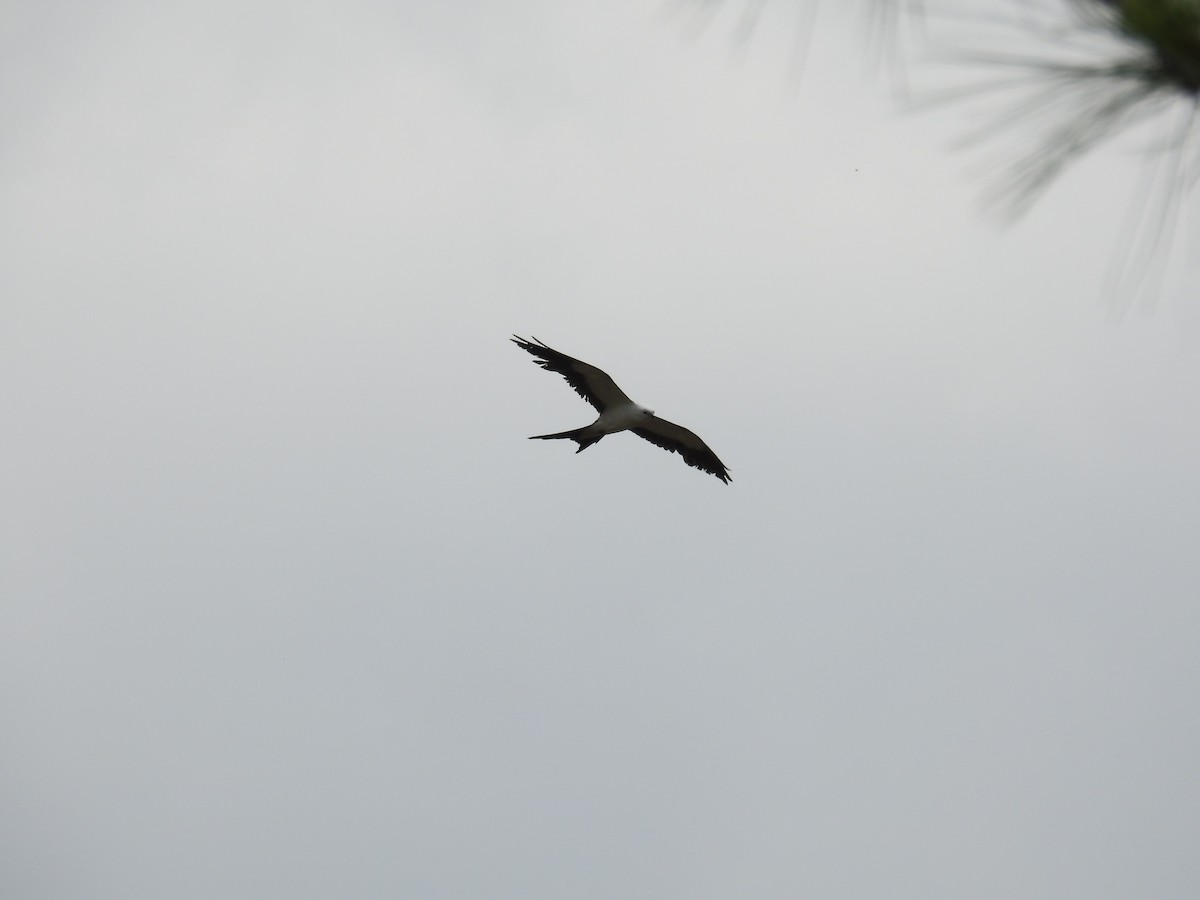 Swallow-tailed Kite - ML575593511