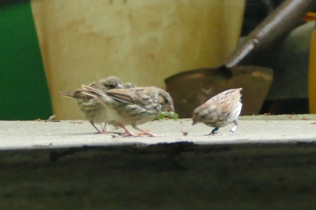 Song Sparrow - ML575593621