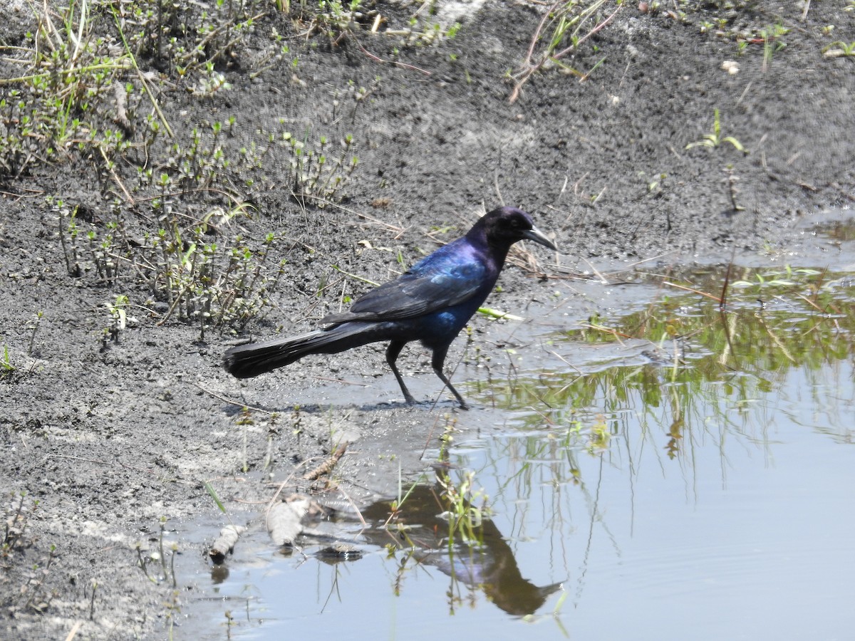 Boat-tailed Grackle - ML575593731