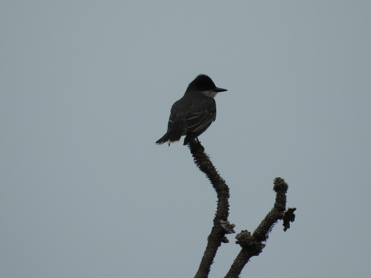 Eastern Kingbird - Michael Weisensee