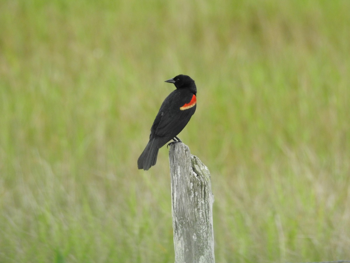 Red-winged Blackbird - ML575594181