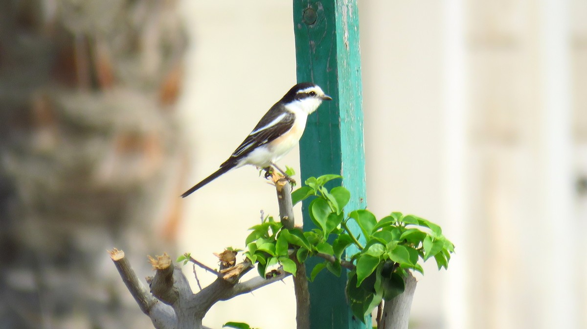 Masked Shrike - ML57559511