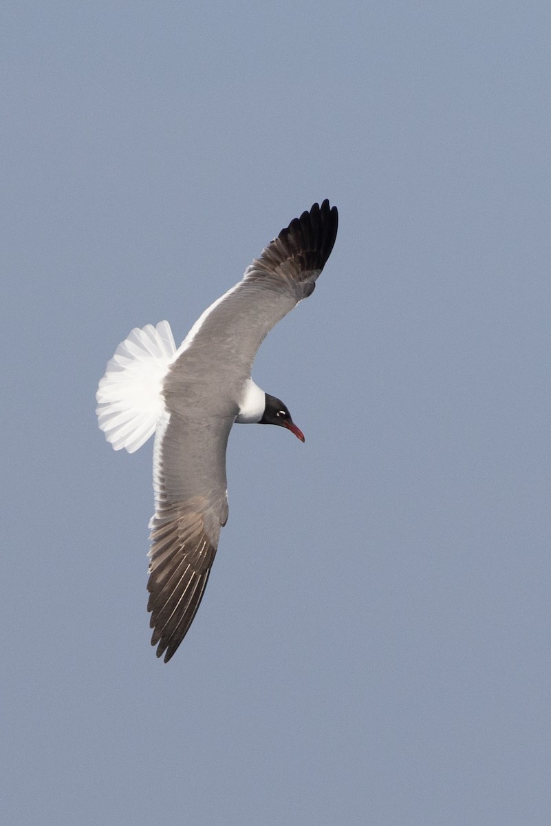 Laughing Gull - ML575595131