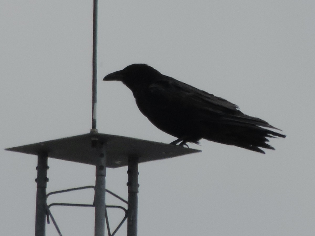 Common Raven - ML575595301