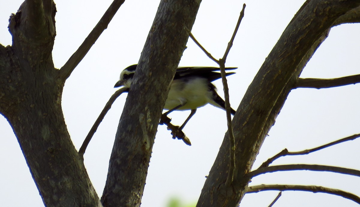 Masked Shrike - Miguel  Berkemeier