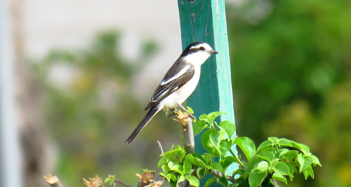 Masked Shrike - ML57559541