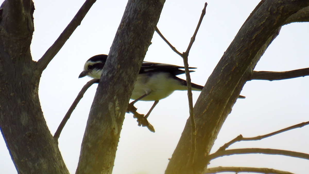 Masked Shrike - ML57559561